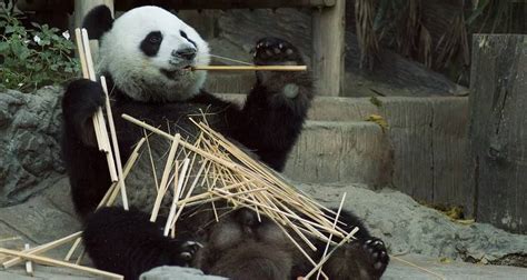 Zoo Vrt u Beču - atrakcija za sve uzraste | Balkan Fun | Turistička ...