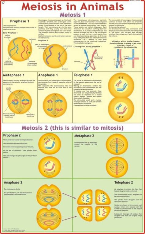 Meiosis in Animals Chart Paper Print - Educational posters in India ...