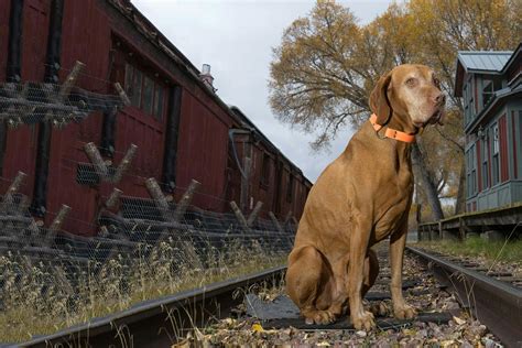How to Train Your Dog to Stop Barking at the Doorbell | Wag!