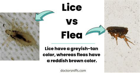 Lice VS Flea - Comparison: Friendly Guide to Pest Differences