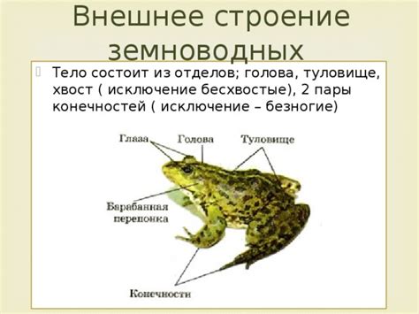 Презентация у уроку по теме "Земноводные" УМК Сонин Н.И.