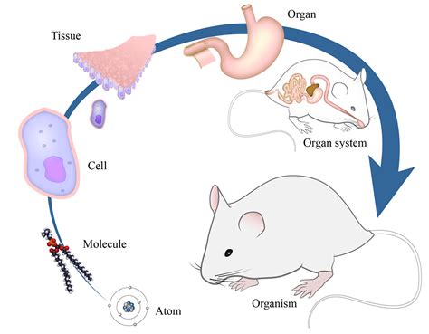 Scientific Paper Vector 的图像结果