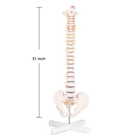 Buy SKUMOD Life Size Spine Model, Flexible Anatomical Human Spine Model ...