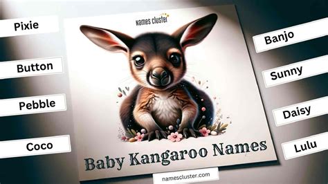 Cute Names For Kangaroos