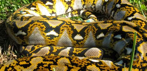 Image result for Giant.python Found in Indonesian