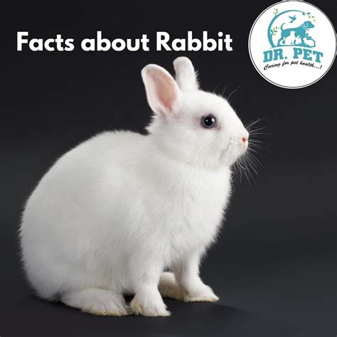 DR. PET WAGHOLI on LinkedIn: Facts about Rabbit- 1. Rabbits are social creatures and are ...