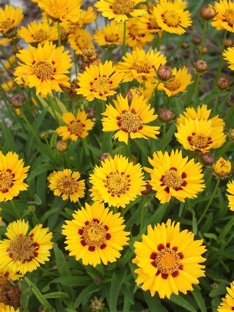The Beauty of Yellow Perennials