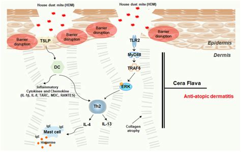 Cera Flava Alleviates Atopic Dermatitis by Activating Skin Barrier ...