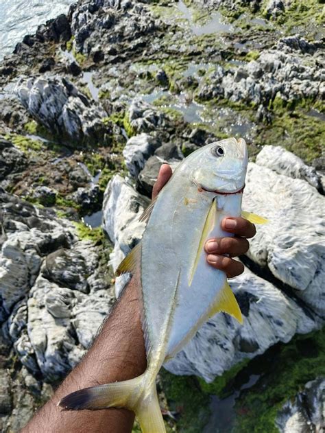 Order Fishing Tackle Online | Home Delivery | Rods Reels Lures Line