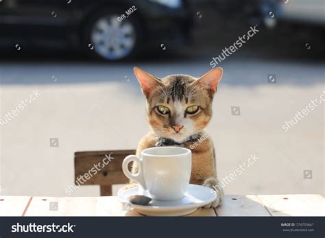 Cats Drinking Coffee