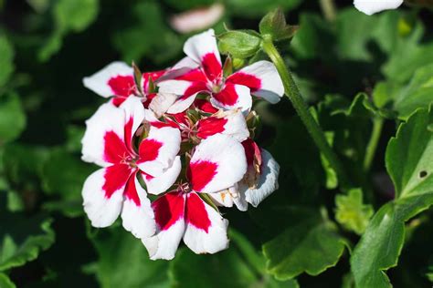 Geranium Plant Care