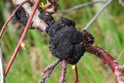 Image result for Root Rot Plum Tree