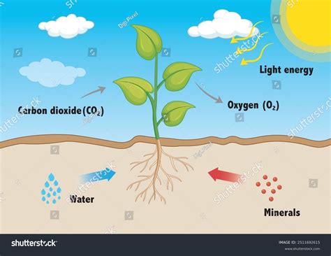 Photosynthesis Process Where Plants Convert Sunlight Stock Vector (Royalty Free) 2511692615 ...