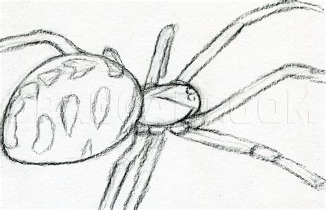 Spider - Drawing Skill