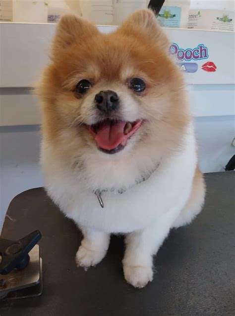 Dog Grooming Gallery Indiana | Smoochie Pooch Gallery