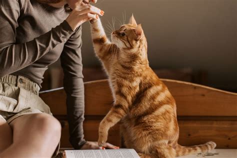 Image result for Keep Learning Cat