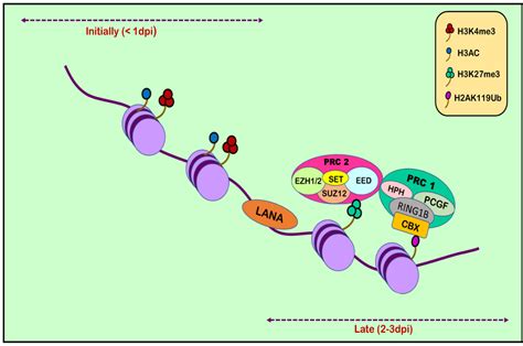 Insight into the Epigenetics of Kaposi’s Sarcoma-Associated Herpesvirus