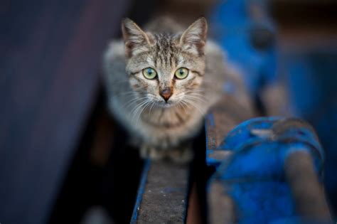 Cat ready attack Images - Free Download on Freepik