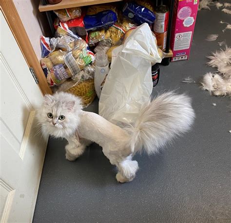 Should I Shave my Cat? The Truth about Lion Cuts