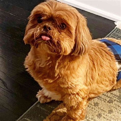 10 Rarest Shih Tzu Colors: Which Type is Right for You?