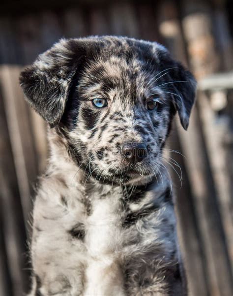 Labrador Retriever Eye Color 的图像结果