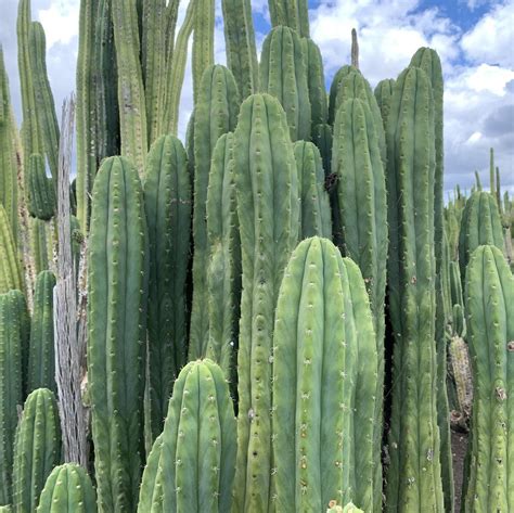 San Pedro Cactus Seeds — Cactus Culture Australia