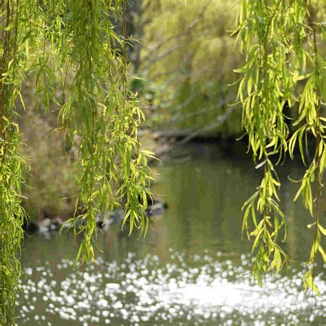 Willow Tree Symbolism and Meaning: The Ultimate Guide - SimplyBeyondHerbs