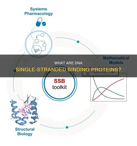 Single-Stranded Binding Protein 的图像结果