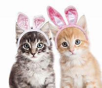 Image result for Cat with Rabbit Ears