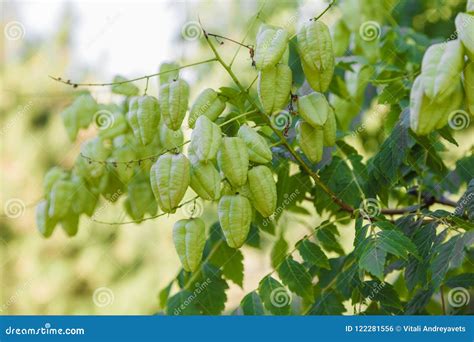 Cape Gooseberry,Fresh Cape Gooseberry Physalis Peruviana Fruit on Its ...