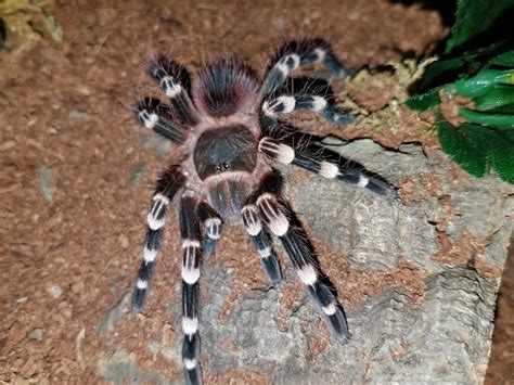 Brazilian White Knee Tarantula (Acanthoscuria geniculata) care — The ...