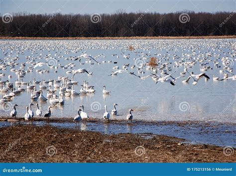 Snow geese migration. stock photo. Image of crowd, geese - 175213156