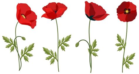 Coquelicot - Vecteurs : téléchargez gratuitement des vecteurs de haute ...