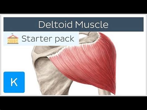 Image result for Example of Muscle Origin