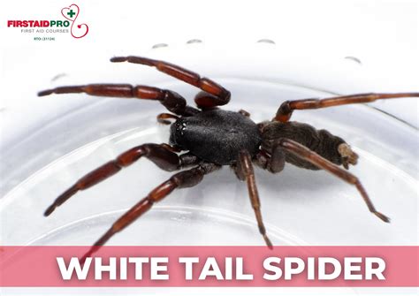 White Tail Spider