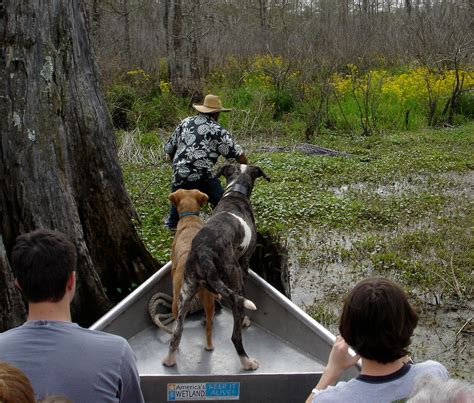 Swamp Tour 的图像结果