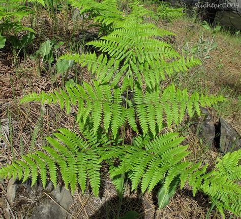 Western Brackenfern, Bracken Fern, Northern Bracken Fern: Pteridium ...