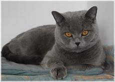 shorthair cat amazing dogs breeds shorthair cat shorthair cat amazing dogs breeds shorthair cat