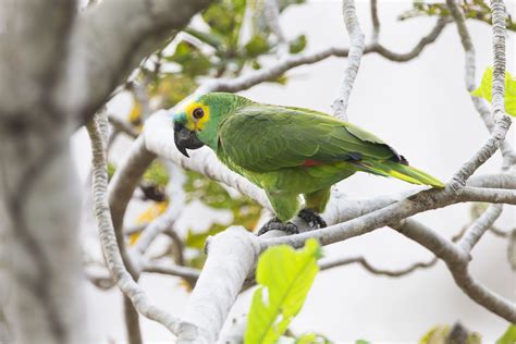 Blue Fronted Amazon