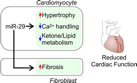 miRNAs to the rescue: Reversing heart failure by targeting miR-29: Molecular Therapy - Nucleic Acids