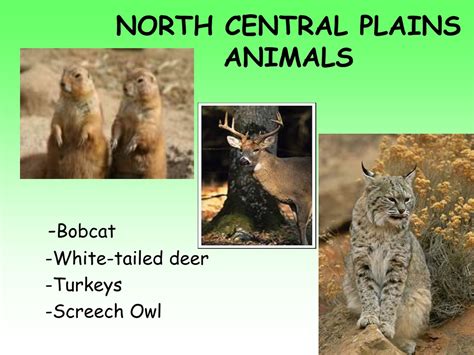 PPT - Regions of Texas PowerPoint Presentation, free download - ID:400999