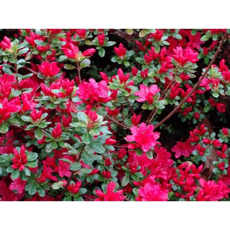 Azalea Japonica'Hino-Crimson'