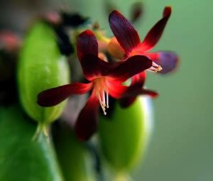 WILLVINE Fruit Plants Live Averrhoa Bilimbi Cucumber Tree Seed Price in ...