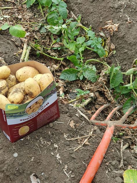Dig your own new potatoes, 477 Orari Station Road, Geraldine., Timaru ...