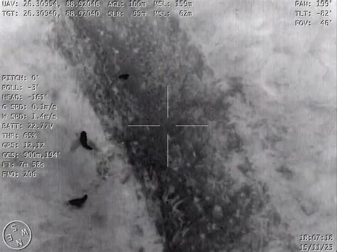 BSF foils another cattle smuggling attempt using drone with night ...