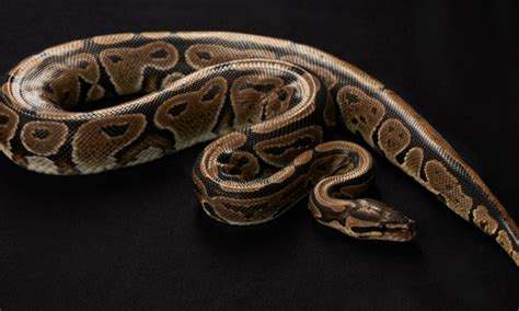 Giant Pet Python 的图像结果