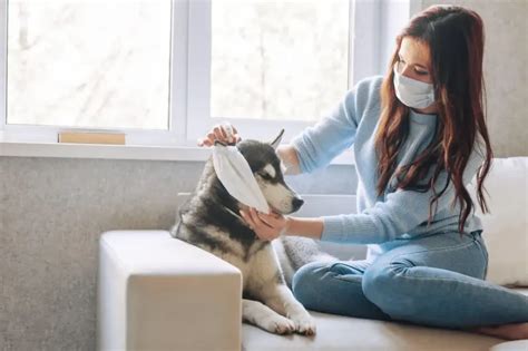 Understanding Dog Respiratory Diseases: Causes, Symptoms, and Treatment