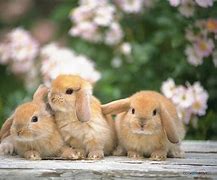 Image result for Cuddly Bunnies
