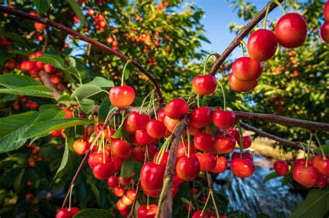Where Do Rainier Cherries Grow - GreenThumbsGuide