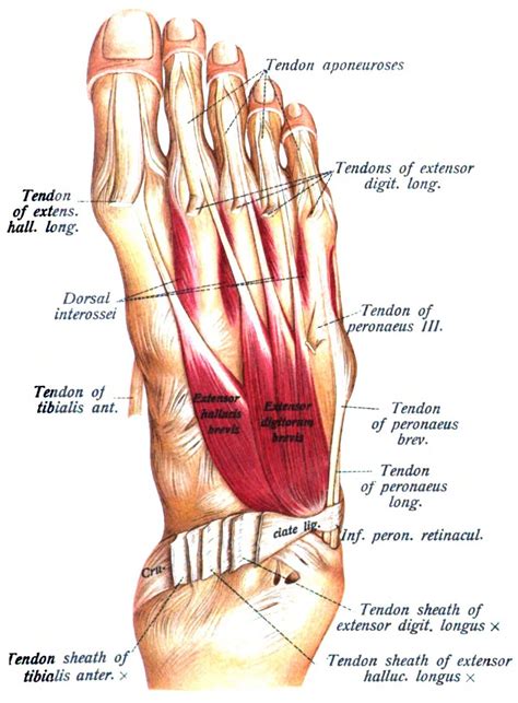 Extensor Digitorum Brevis - WikiSM (Sports Medicine Wiki)